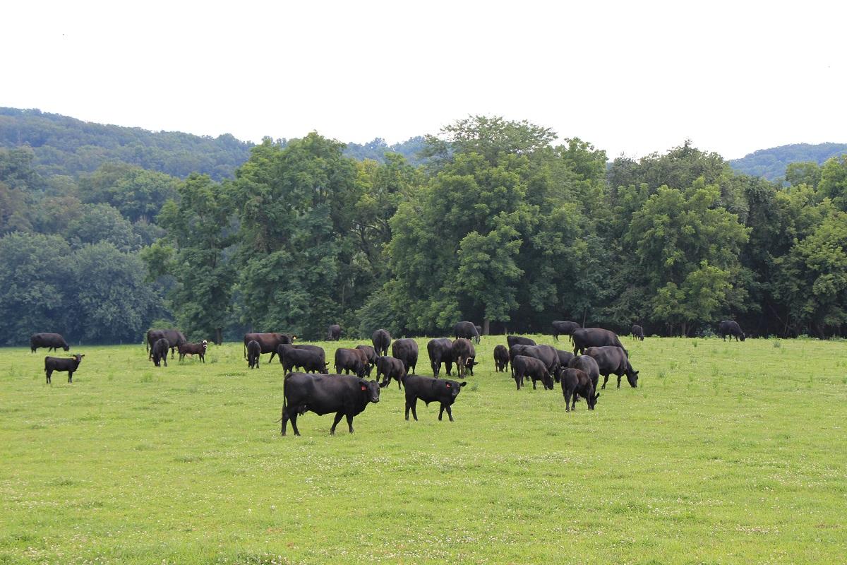 Beef Cattle Grazing On Pa Farm
