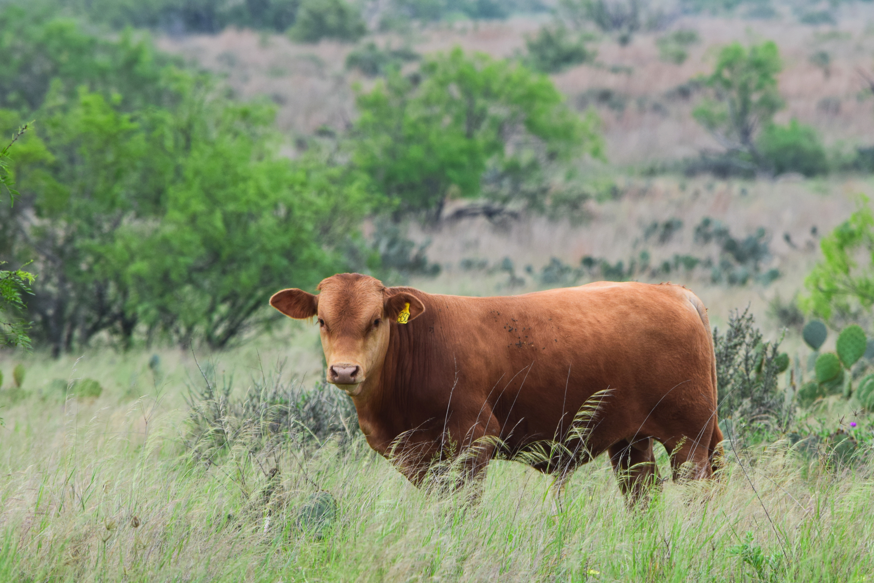 Bull Calf 850