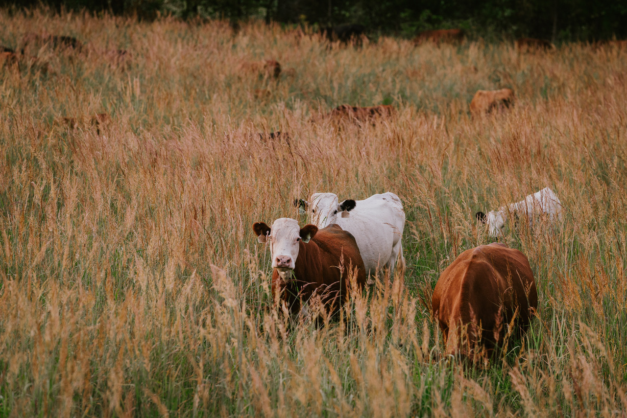 Mo Cope Grass cattle