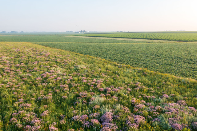 Prairie Strip Along A Field Border